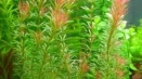 Rotala wallikh (растение аквариум): как да се грижим у дома